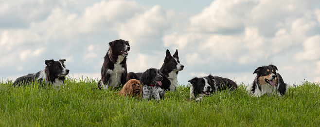 Group of dogs are sitting and lying down on grass together. Shooting in a countryside at sunny autumn morning