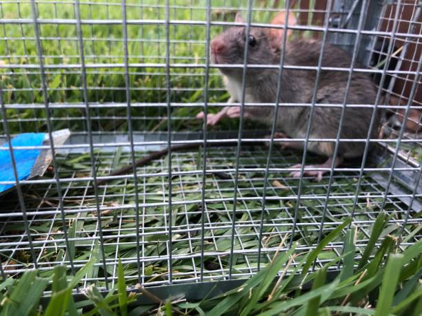 istock Live mouse caught in a live mouse trap cage 1334549596