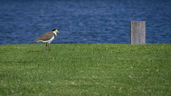 A Masked Lapwing on a lawn beside Lake Mulwala in New South Wales