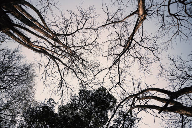 istock Tree branches without leaves in Autumn season 1334553316