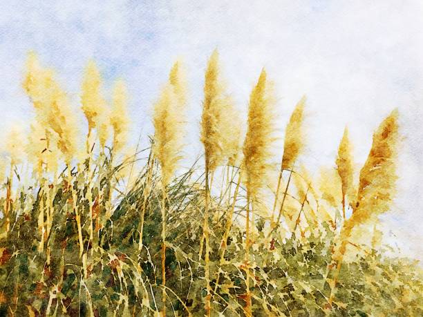 istock Watercolor Illustration of a Boho Style Pampas Grass 1334553414