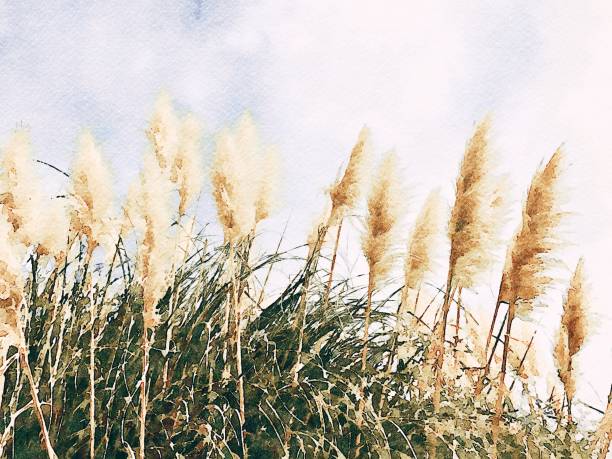 istock Watercolor Illustration of a Boho Style Pampas Grass 1334553439