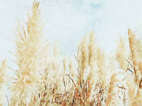 This is my Photographic Image of a Pampas Grass in a Watercolour Effect. Because sometimes you might want a more illustrative image for an organic look.