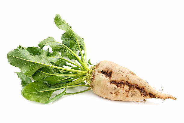 Picture of a sugar beet on a white background freshly harvested sugar beet on white background beta vulgaris stock pictures, royalty-free photos & images