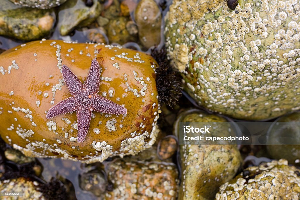 Estrela on the rocks - Royalty-free Perceve Foto de stock