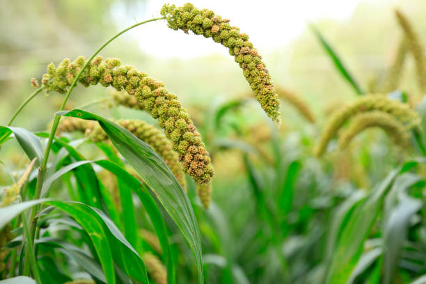 istock Millet, millet in a wooden container 1334556483