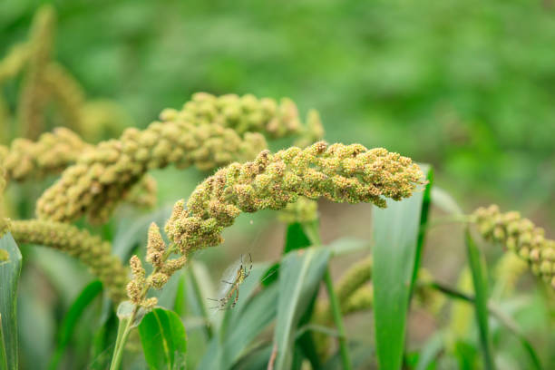 Millet, millet in a wooden container