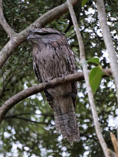 istock Tawny Frogmouth 1334559332