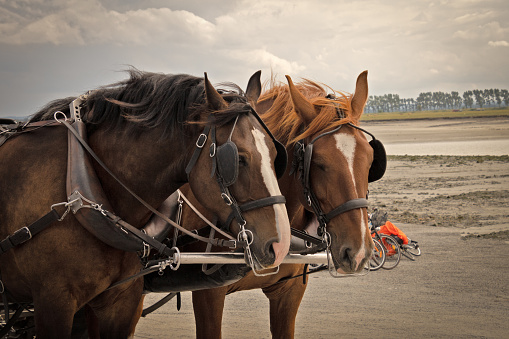 horse team on a beach,
