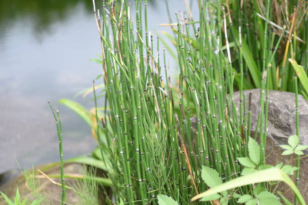 Horsetail is used to create waterside scenery stock photo