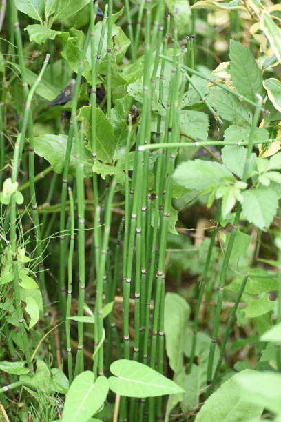 istock Horsetail is used to create waterside scenery 1334560975