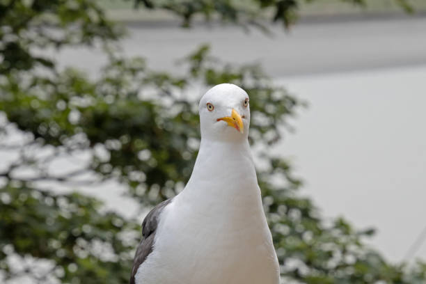 istock a seagull in close-up on the seaside 1334560995