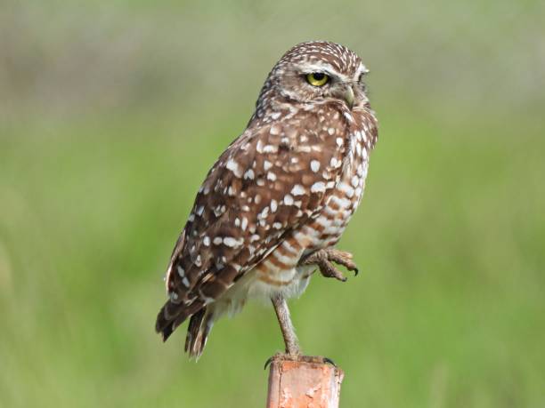 istock Burrowing Owl (Athene cunicularia) standing on one leg on a wood post 1334562683