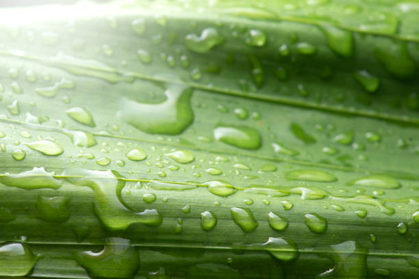 Water Dew droplets on beautiful leaves plants.