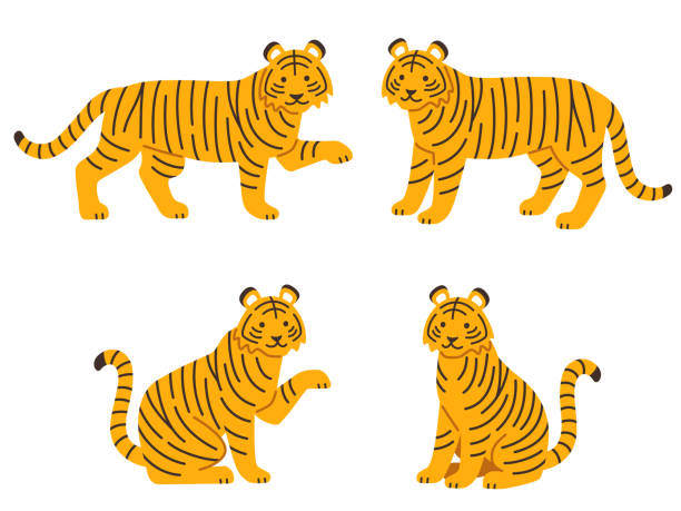 ilustrações, clipart, desenhos animados e ícones de conjunto de ilustração de dois pares de tigres - seated tiger