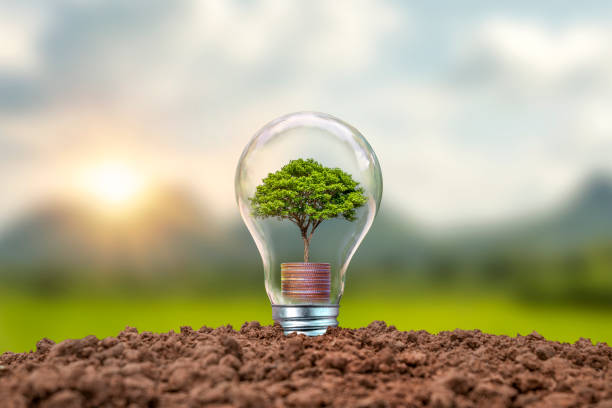 istock Tree growing on coins in bulbs including sunset background energy-saving concept Renewable energy and environmental protection 1334565380