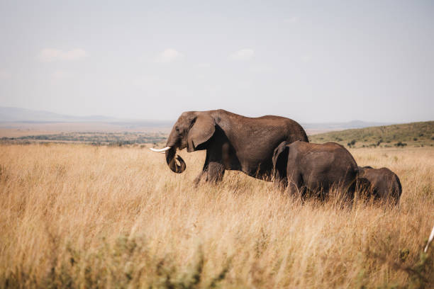 istock Elephant on Masai Mara Safari 1334566106