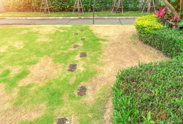 家の前の芝生は、害虫や病気によって邪魔され、緑の芝生に損傷を与えます。 - lawn mottled grass dead plant ストックフォトと画像