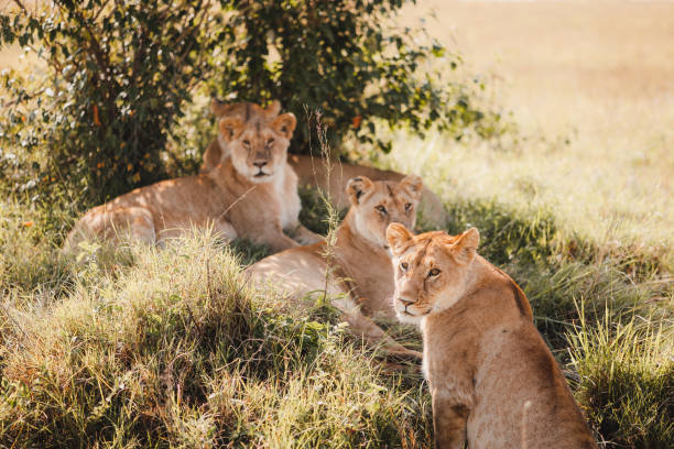 마사이 마라 사파리의 라이온스 - masai mara national reserve safari animals close up kenya 뉴스 사진 이미지