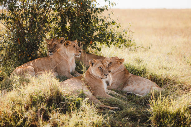 ライオンズ・オン・マサイマラ・サファリ - サファリ動物 写真 ストックフォトと画像