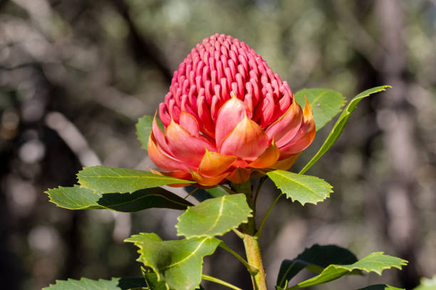New South Wales Waratah New South Wales Waratah plant in flower telopea stock pictures, royalty-free photos & images