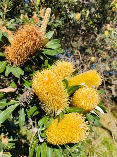 istock Flowering Coastal Banksia Tree 1334566931