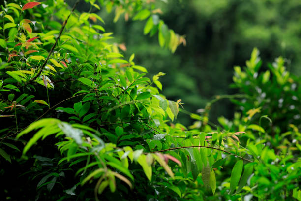 Tropical green forest landscape in summer