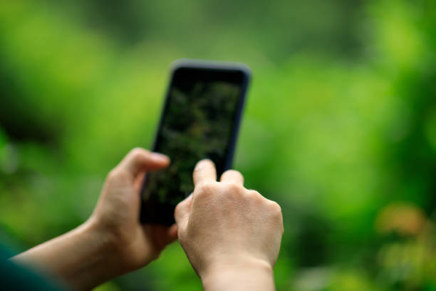 Hands using mobile phone taking picture in summer nature