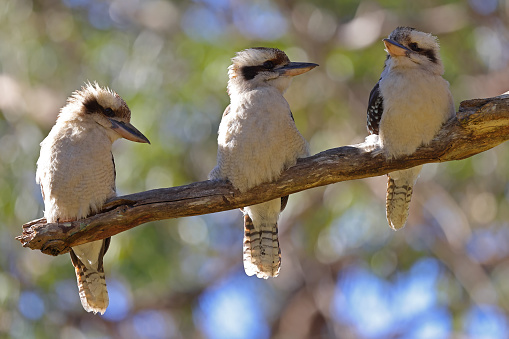 Laughing Kookaburra's perched on tree branch