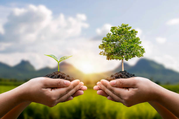istock Exchange hand holding small tree with hand big tree environmental protection concept 1334567927