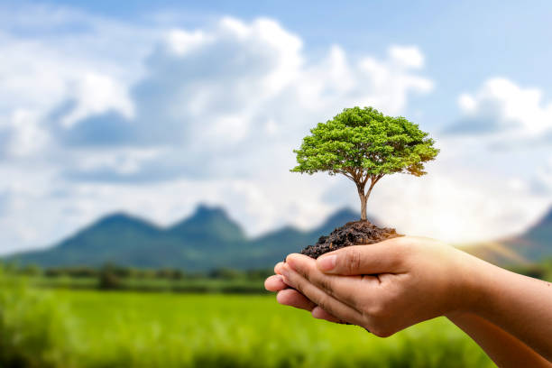 istock Growing trees in human hands and blurry green forest background environmental protection concept Maintain an ecologically clean world Earth Day Cards. 1334567942