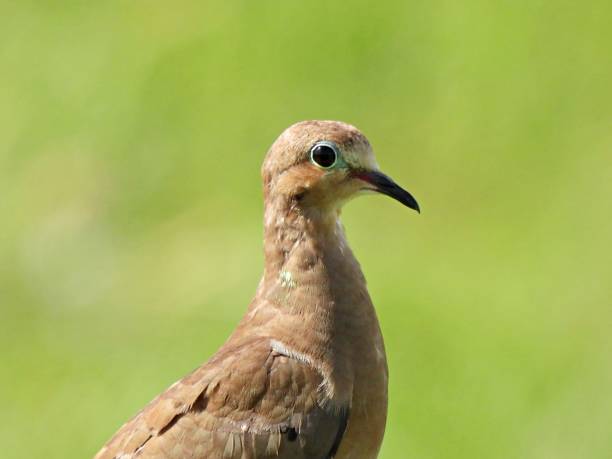 istock Mourning Dove (Zenaida macroura) portrait 1334568590