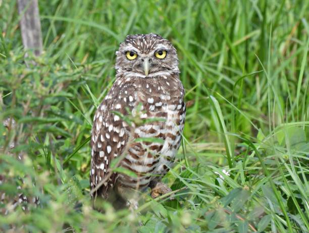 istock Burrowing Owl (Athene cunicularia) resting in the grass 1334569697