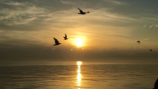 Birds in silhouette over Lake Michigan
