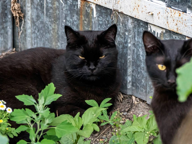 istock Two black cats were lying in the grass 1334570596