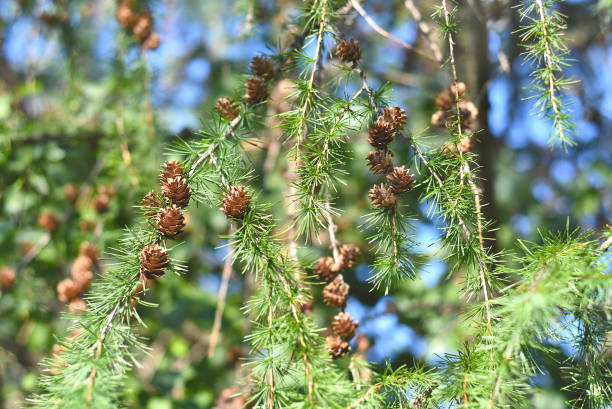 larice con coni in crescita nella taiga russa siberiana - larch tree foto e immagini stock