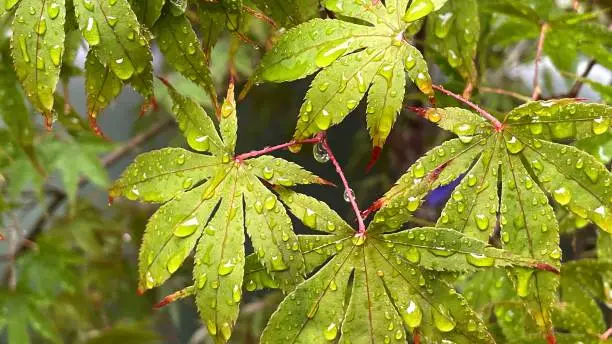 Photo of Green Japanese maple tree in the rain