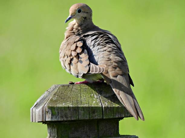 Mourning Dove (Zenaida macroura) resting on a wood post Mourning Dove side view zenaida dove stock pictures, royalty-free photos & images
