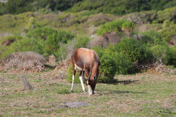 istock bontebok, Damaliscus pygargus, feeding, Cape Point, South Africa 1334573058
