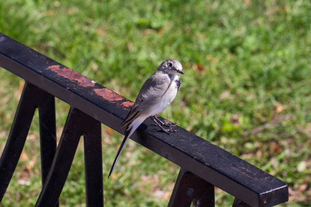 istock Grey wagtail Motacilla cinerea close up 1334573847