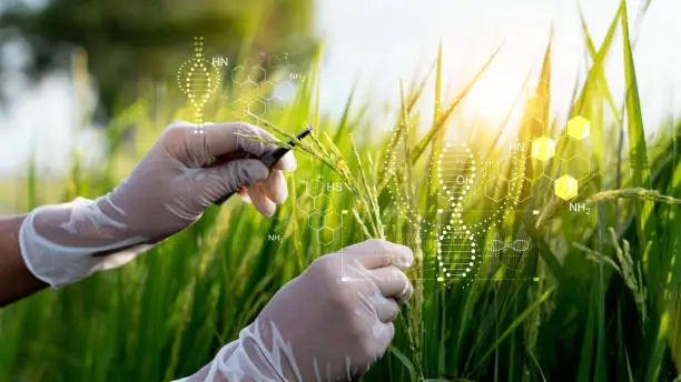 Photo of Science of plant research, Chromosome DNA and genetic, Development of rice varieties, Scientist researching and experiments genetic of rice with record data in the fields.