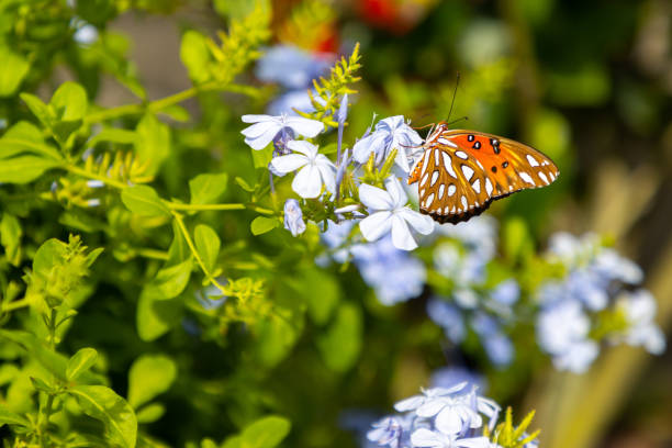 An orange Gulf Fritillary butterfly, seen in tropical parts of the Americas, sits on a flower while drinking nectar and pollinating. Image taken in Florida.