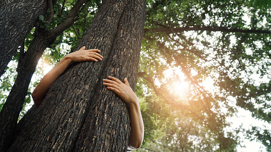 Mujer abrazando un gran árbol en el bosque al aire libre, Ecología y naturaleza, Proteger el medio ambiente y salvar el bosque, Fuentes de energía renovables, Día de la Tierra. photo