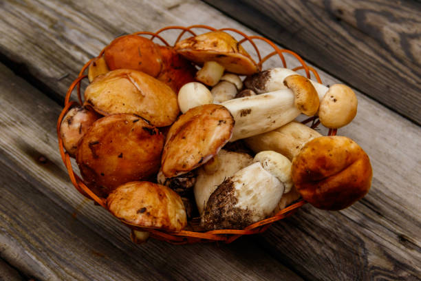 cogumelos florestais recém-colhidos em cesta em mesa de madeira rústica - 5611 - fotografias e filmes do acervo