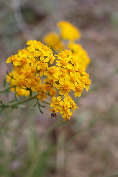 Yellow blooming terminal indeterminate radiate head inflorescences of Golden Yarrow, Eriophyllum Confertiflorum, Asteraceae, native perennial monoclinous semideciduous subshrub in Red Rock Canyon MRCA Park, Santa Monica Mountains, Springtime.
