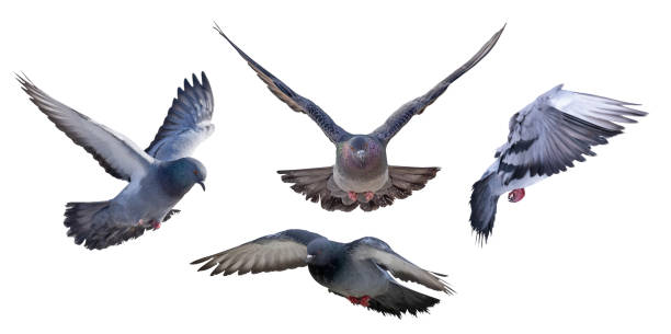 istock isolated on white four dark pigeons in flight 1334578186