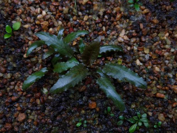 la trompeta de agua de wendt (cryptocoryne wendtii) planta de acuario - long coriander fotografías e imágenes de stock