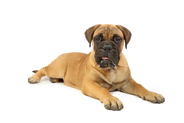 istock puppy dog isolated on white 1334578930