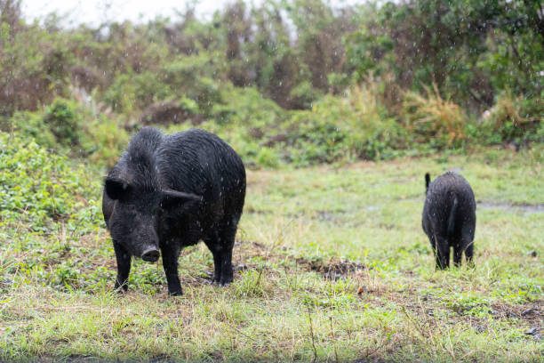 istock Wild Boar in Maui 1334579284
