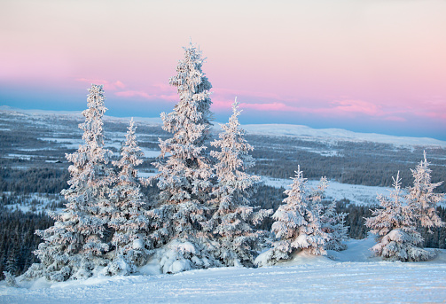 Frozen snow-covered forest at Kvitfjell Ski Resort at sunset